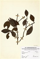 藏品(白花八角)的圖片